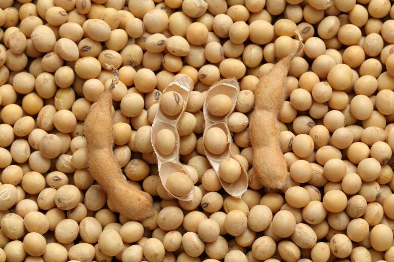 河南省2025年耕地轮作以巩固大豆面积、提升粮油单产为主要目标，对继续种植大豆的纳入补贴范围